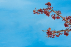Berry LadenOil on board, 7"X18"